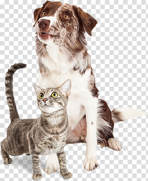 Whiskers Dog–cat relationship Border Collie Pet sitting, Cat transparent background PNG clipart