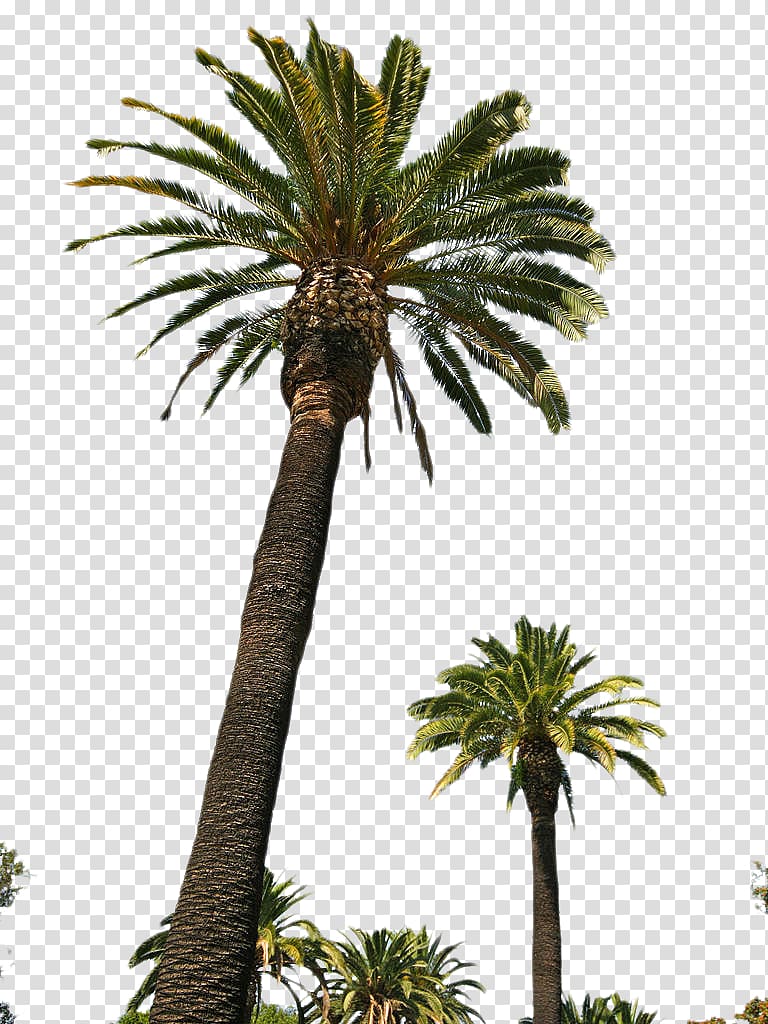 Asian palmyra palm Palm trees Babassu Date palm, beach rock transparent background PNG clipart