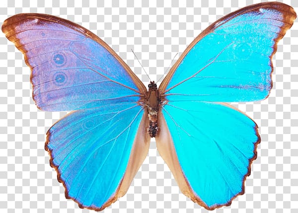 Butterfly Menelaus blue morpho Godart\'s morpho , butterfly transparent background PNG clipart