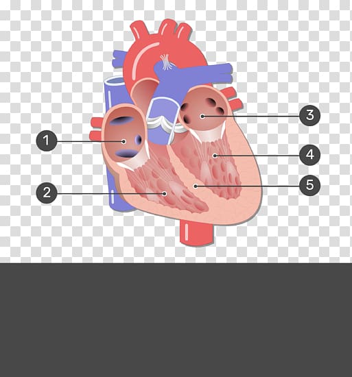Heart valve Mitral valve Aortic valve Coronary circulation, heart transparent background PNG clipart