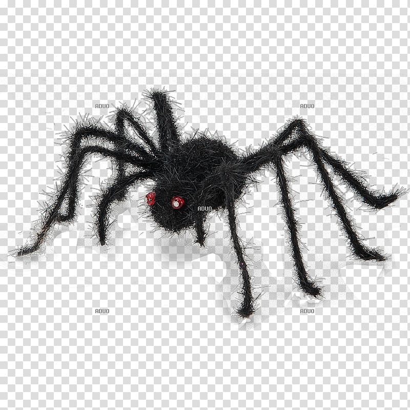 Tarantula Insect Drawing /m/02csf White, insect transparent background PNG clipart