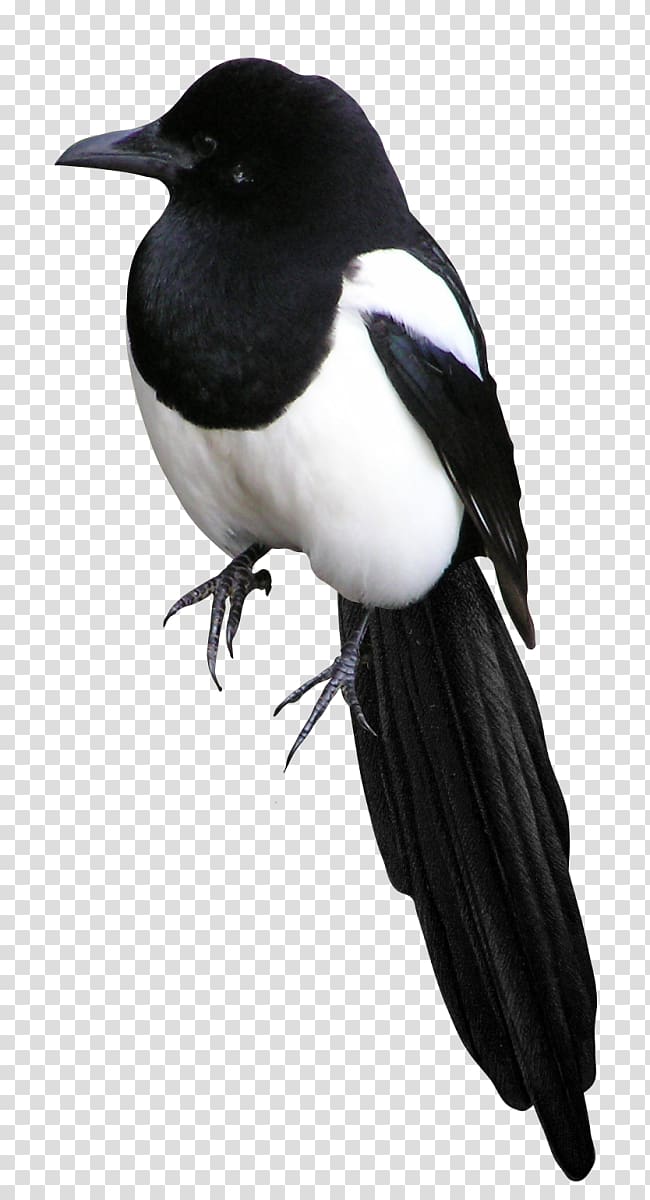 Bird Eurasian Magpie , Bird transparent background PNG clipart