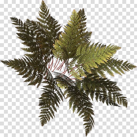 Fern , others transparent background PNG clipart