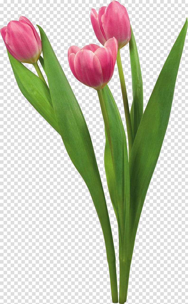 Tulip Flower Desktop Blume, tulip transparent background PNG clipart