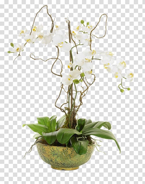 Moth orchids Flower Vine Floral design, flower transparent background PNG clipart