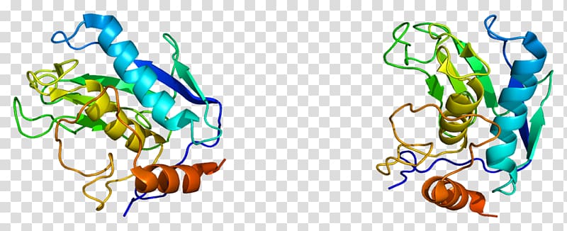 Matrix metallopeptidase 12 Matrix metalloproteinase Enzyme Gene, Asian pear transparent background PNG clipart