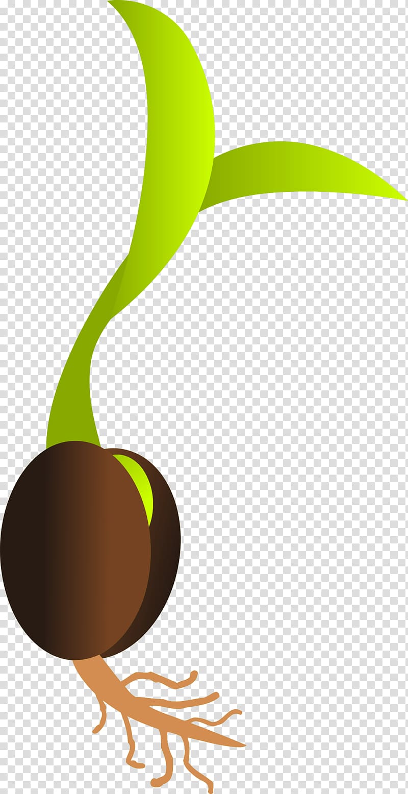 Sprouting Seedling Germination , seed transparent background PNG clipart