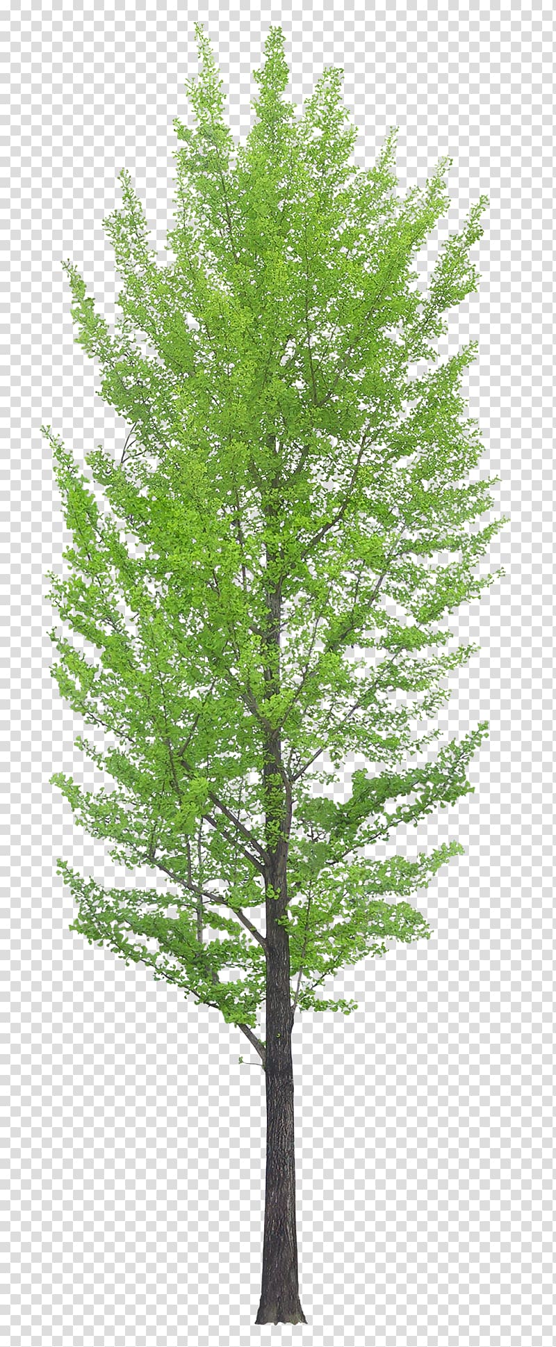 luxuriant trees transparent background PNG clipart