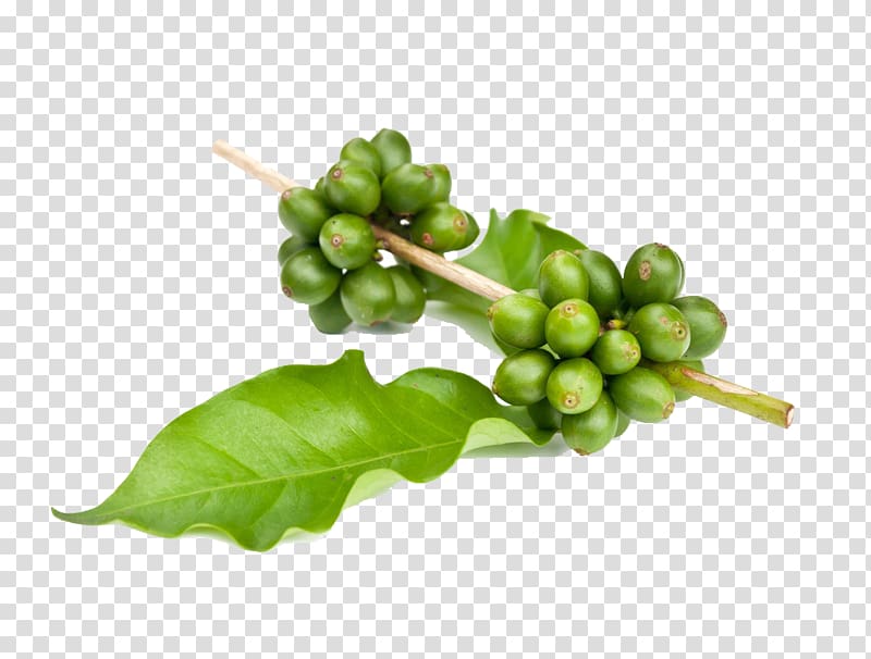 Instant coffee Green tea Garcinia gummi-gutta Green coffee extract, Coffee beans child transparent background PNG clipart