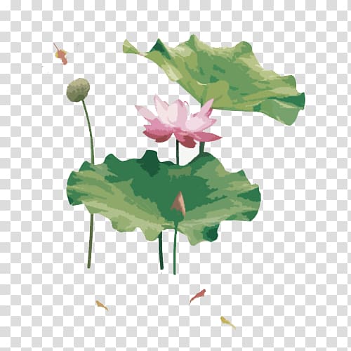 Nelumbo nucifera , Pond in lotus and small fish transparent background PNG clipart