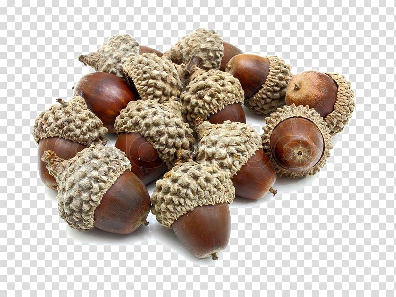 Acorn Dotori-muk White oak , acorn transparent background PNG clipart