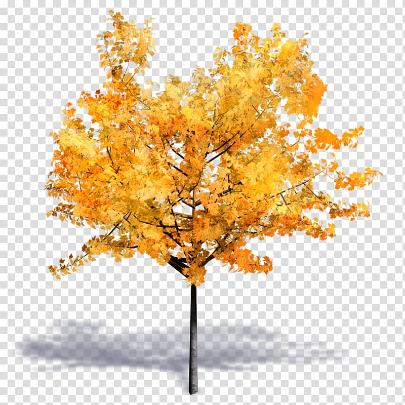 Tree Woody plant Autodesk Revit SketchUp, autumn transparent background