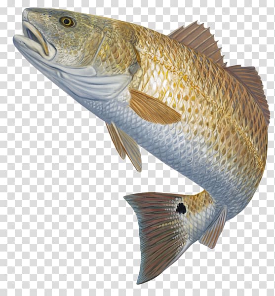 brown and gray fish, Bass fishing Red drum Fly fishing, bass transparent background PNG clipart