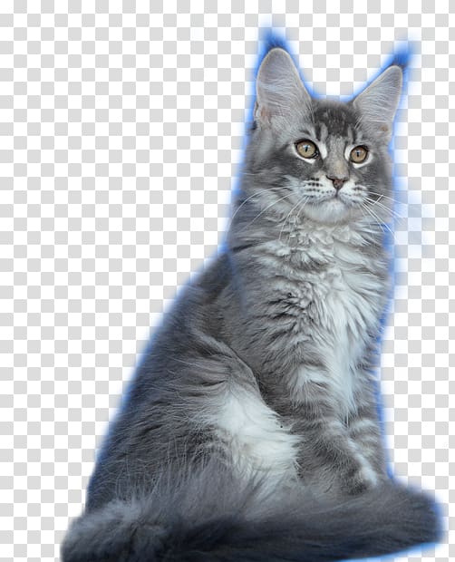 Maine Coon Nebelung Norwegian Forest cat Ragamuffin cat Javanese cat, cat claw transparent background PNG clipart