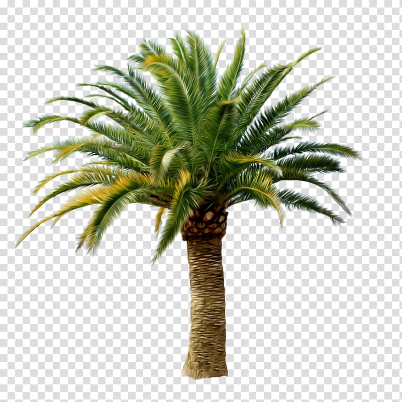 Arecaceae Tree , palm tree transparent background PNG clipart