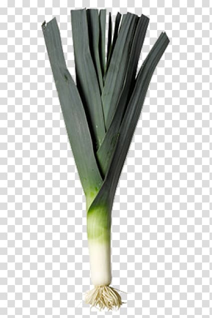 Allium fistulosum Leek Welsh cuisine Wales Organic food, Vegetable Market transparent background PNG clipart