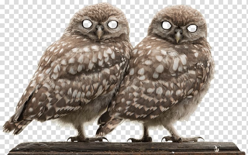 Bird Eurasian eagle-owl Snowy owl Barn owl Ural owl, promotional advertising creative three-dimensional transparent background PNG clipart