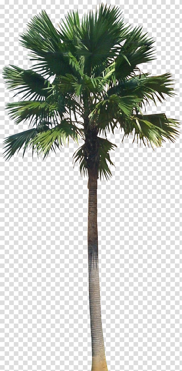 green tree , Saribus rotundifolius Arecaceae Livistona Plant, palm tree transparent background PNG clipart