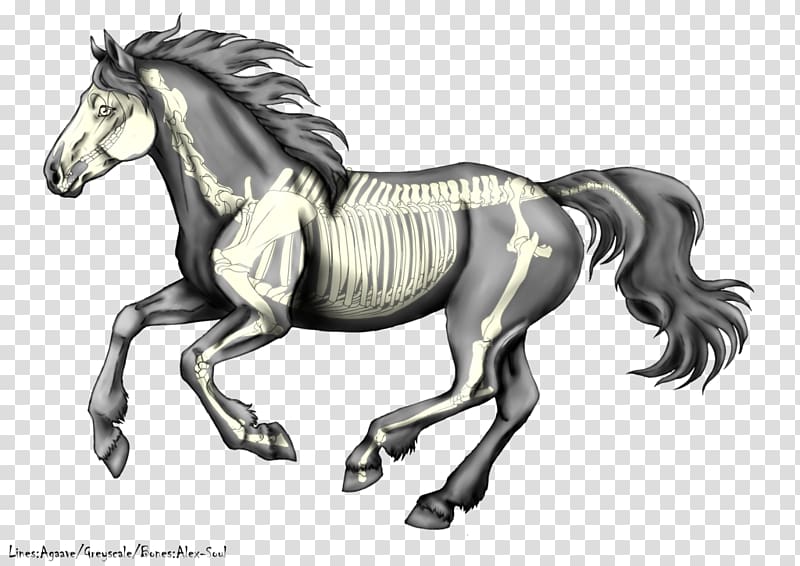 Stallion Canter and gallop Mustang Pony Colt, galloping horse transparent background PNG clipart