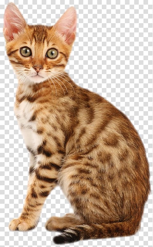 Bengal cat Persian cat British Shorthair Kitten American Bobtail, kitten transparent background PNG clipart