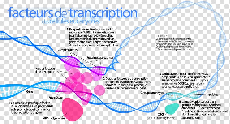 Transcription factor Activator Enhancer DNA, Transcription transparent background PNG clipart