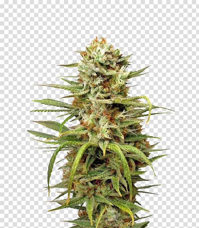 White Widow Autoflowering cannabis Marijuana Medical cannabis, cannabis transparent background PNG clipart
