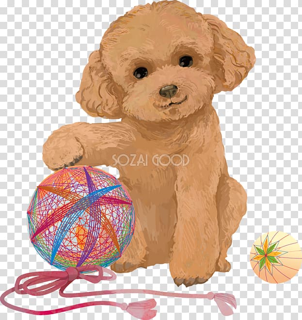 Toy Poodle Miniature Poodle Goldendoodle Cockapoo Spanish Water Dog, puppy transparent background PNG clipart