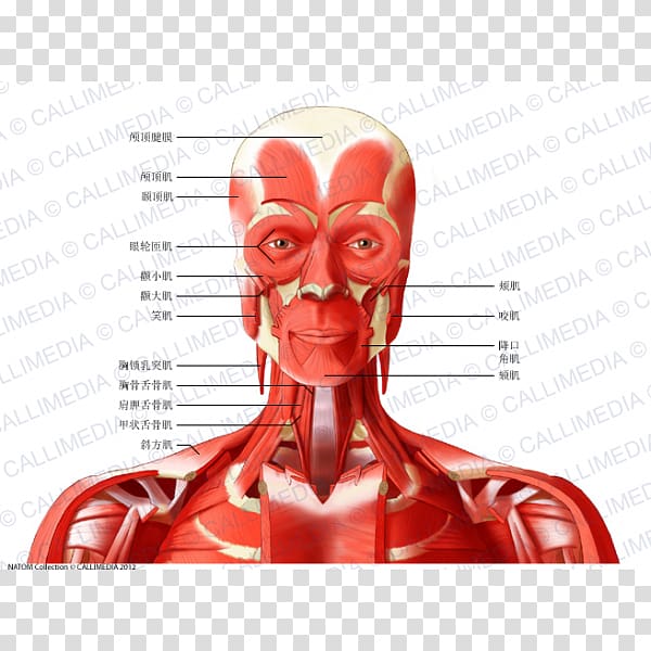 Head and neck anatomy Anterior triangle of the neck Posterior triangle of the neck Muscle, others transparent background PNG clipart