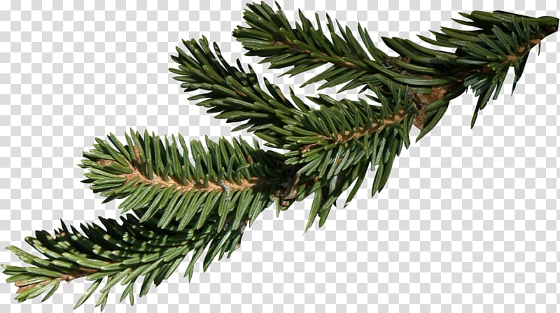 Fir Branch Spruce Christmas, Christmas tree branch transparent background PNG clipart