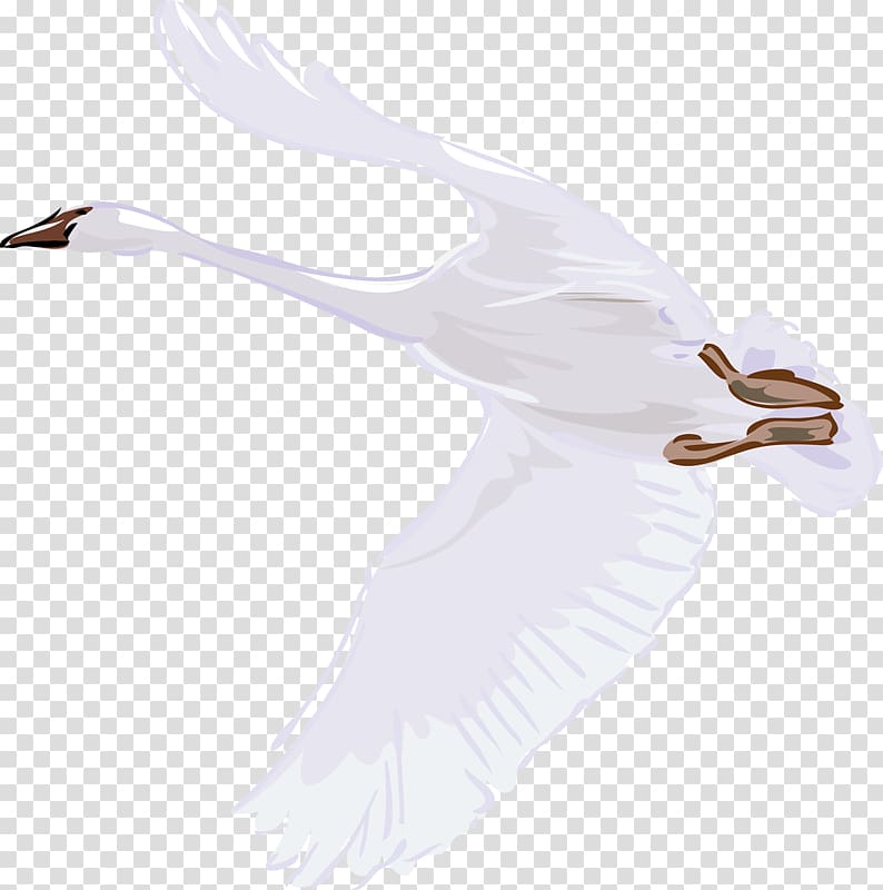 Cygnini Bird Illustration, Flying swan transparent background PNG clipart