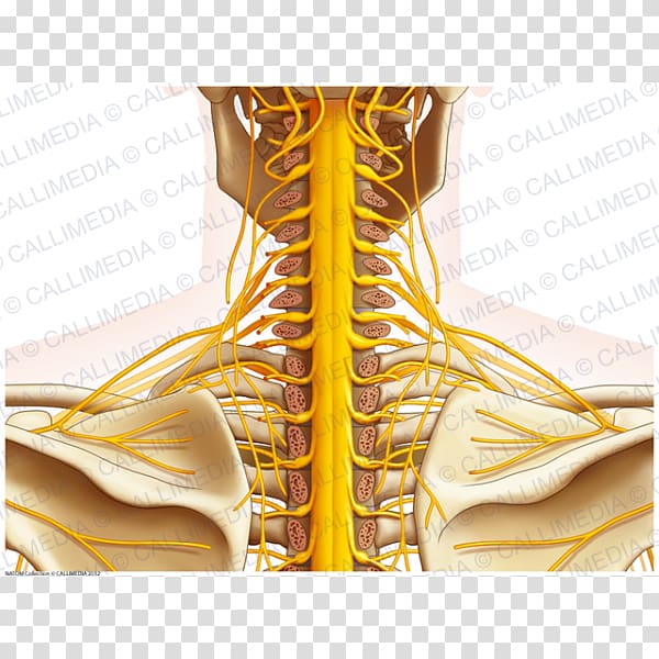 Nerve Posterior triangle of the neck Human anatomy Nervous system, others transparent background PNG clipart
