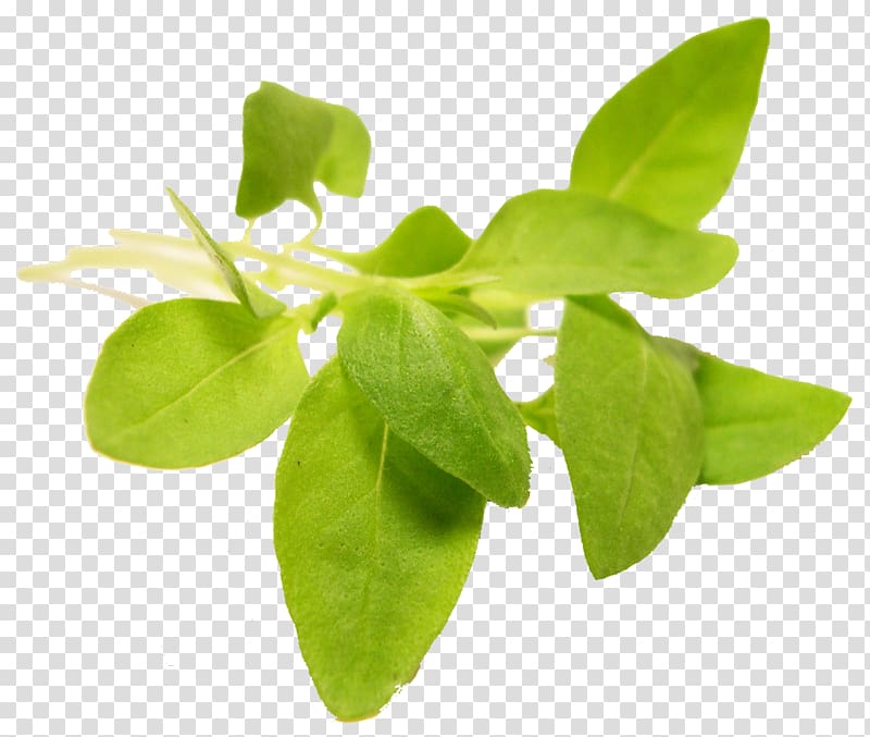 Herb Basil Leaf vegetable Microgreen, leaves transparent background PNG clipart