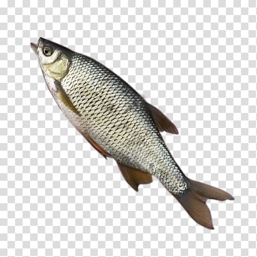 Northern pike Angling Fishing Portable Network Graphics, Fishing transparent background PNG clipart