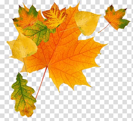 orange maple leaves, Maple Leaf Falling transparent background PNG clipart