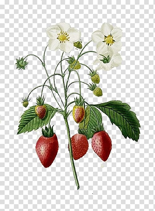 strawberry plant illustration, Choix des plus belles fleurs Strawberry Botanical illustration Printmaking Illustration, Red strawberry transparent background PNG clipart