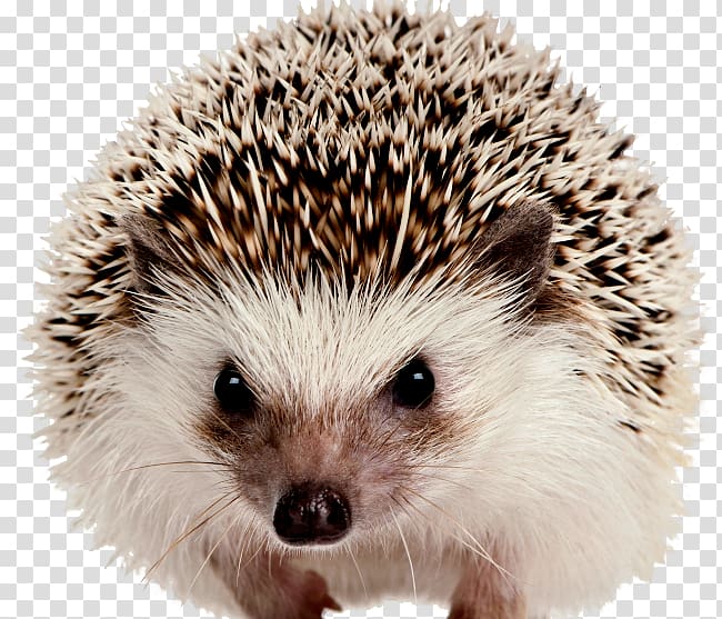 Domesticated hedgehog Portable Network Graphics The Hedgehog European hedgehog, hedgehog transparent background PNG clipart