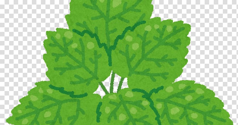 Lemon balm Leaf Peppermint Mints Water, Leaf transparent background PNG clipart