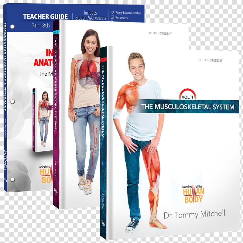 Introduction to Anatomy & Physiology: The Musculoskeletal System Introduction to Anatomy & Physiology (Teacher Guide) Human musculoskeletal system, Mississippi Mudds transparent background PNG clipart