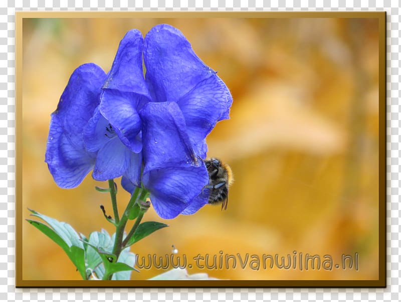 Violet Petal Wildflower Annual plant Bellflowers, violet transparent background PNG clipart
