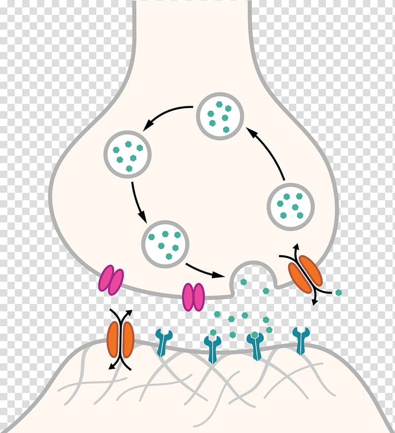 Chemical synapse Neuron Nervous system Axon, synapse transparent background PNG clipart