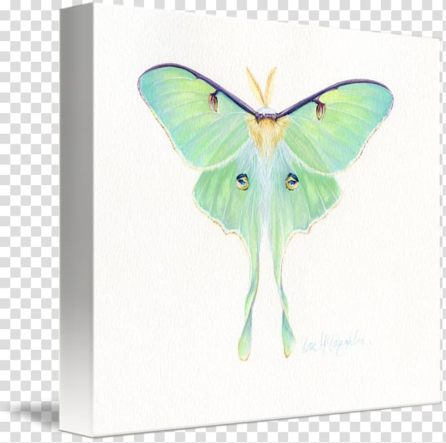 Butterfly Luna Moth Wing Technology, Luna Moth transparent background PNG clipart