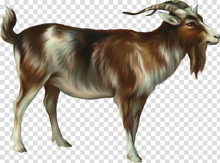 Ahuntz Goat Sheep, goat transparent background PNG clipart
