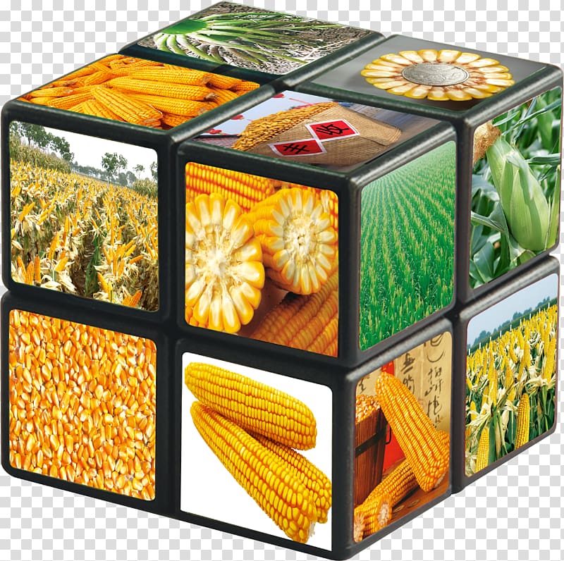 Corn on the cob Maize, Corn Cube transparent background PNG clipart