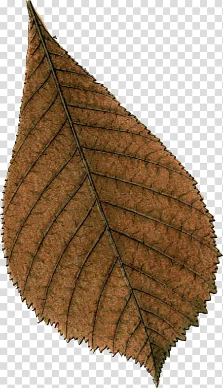 Leaf, Follaje transparent background PNG clipart