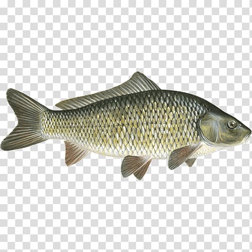 Cod Carp Bass Barramundi Taramasalata, fish transparent background PNG clipart