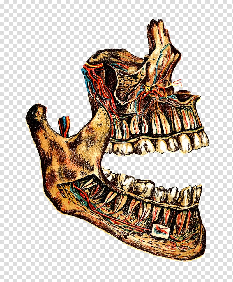 Bone Medical illustration Jaw Drawing, lung transparent background PNG clipart