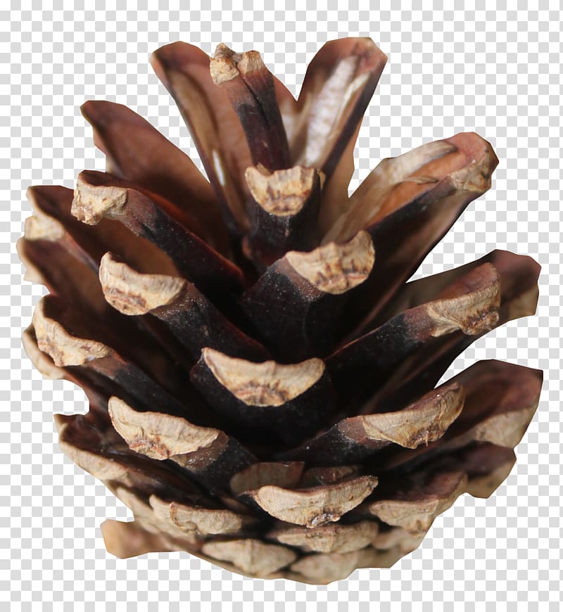 Tree, Brown pine cones transparent background PNG clipart