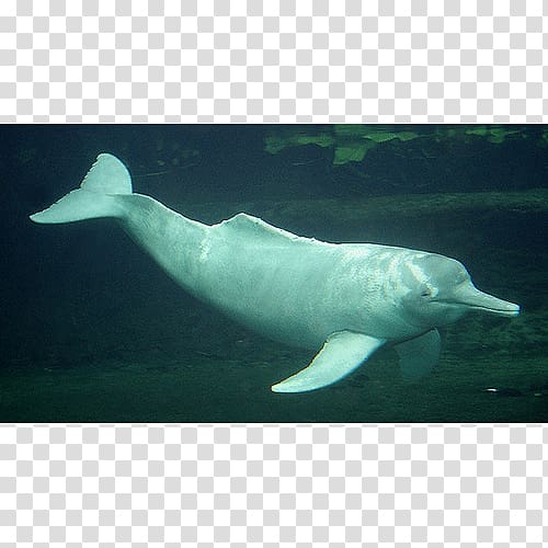 Amazon river dolphin Amazon river dolphin Porpoise, dolphin transparent background PNG clipart