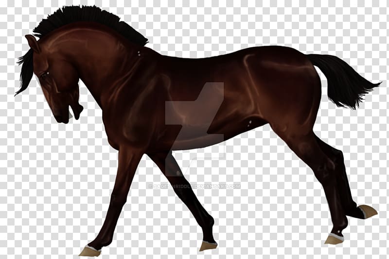 Stallion Foal Equestrian Rein English riding, mustang transparent background PNG clipart
