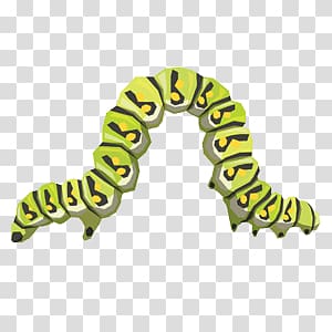 illustration of green and black caterpillar, Curved Caterpillar transparent background PNG clipart